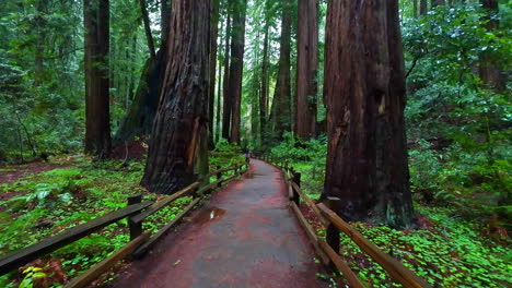 caminando por un camino pavimentado húmedo a través de un bosque de california