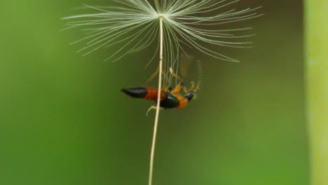 macro shot of a small brown, red and black insect crawling and falling down from a dandelion seed in slow motion