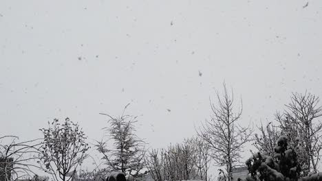 Der-Erste-Schnee-Des-Winters,-Der-Vom-Himmel-Auf-Die-Bäume-In-Island-Fällt