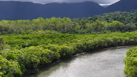 drone camera glides above a winding river through dense, lush rainforest with dramatic mountain backdrop and overcast skies in port douglas, queensland