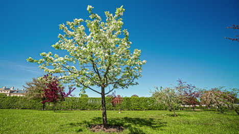 Deciduous malus tree during fall season timelapse