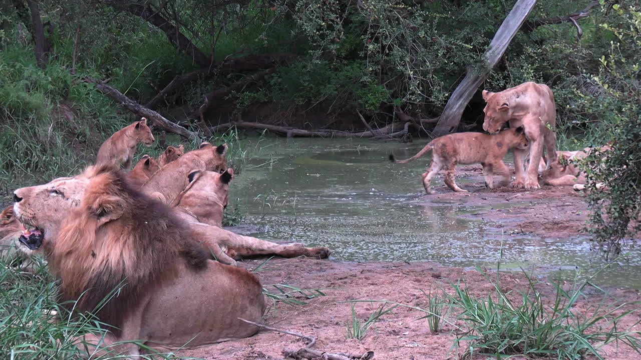 leeuwenfamilie in de wildernis van de afrikaanse savanne rusten bij het water op een warme dag