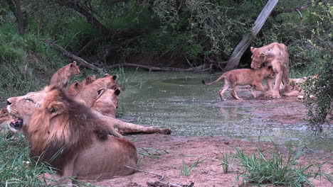 lion family in wilderness of african savanna resting by water on hot day