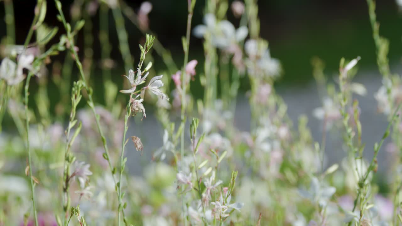 Delicate white wildflowers move softly in natural daylight, shallow depth of field, slight camera blur
