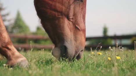 un caballo pacífico masticando en la hierba verde exuberante, de cerca