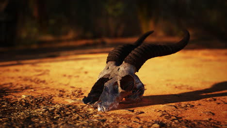 close up of an animal skull in the desert