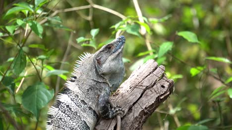 Ein-Wunderschönes-Exemplar-Von-Ctenosaura-Wiegmann-,-Das-Seinen-Kopf-Hin-Und-Her-Bewegt