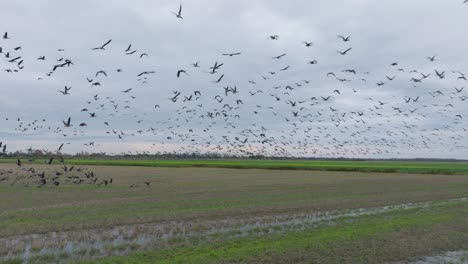 Aerial-establishing-view-of-a-large-flock-of-bean-goose-taking-up-in-the-air,-agricultural-field,-overcast-day,-bird-migration,-wide-drone-slow-motion-shot-moving-forward-low