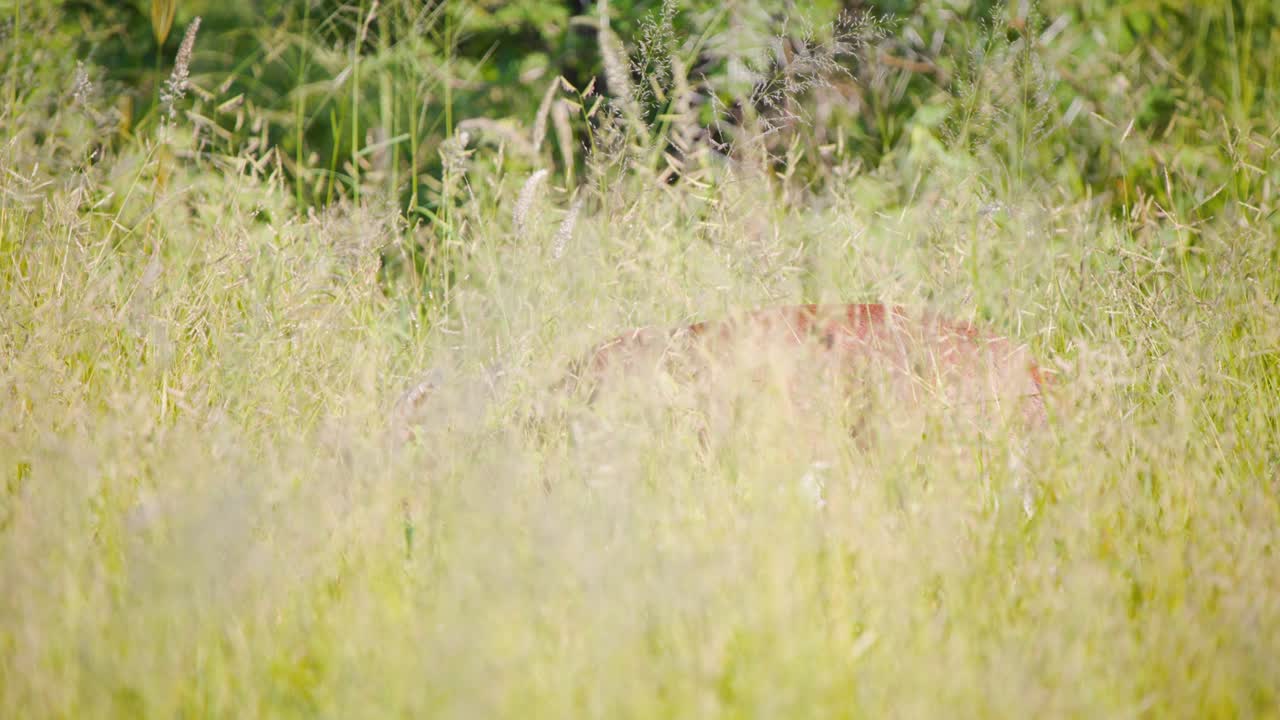 스틴보크 안 ⁇ 로프 는 줄기 들 에 숨겨진 높은 사바나 풀 에서 먹이 를 먹고 있다