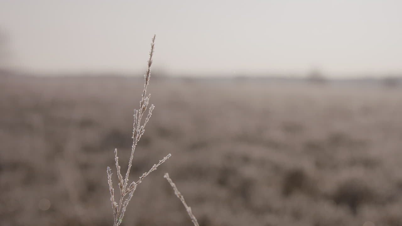 primer plano de una sola flora congelada meciéndose en el viento