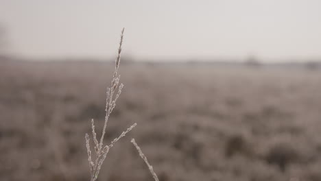 Nahaufnahme-Einer-Einzelnen-Gefrorenen-Flora,-Die-Sich-Im-Wind-Wiegt