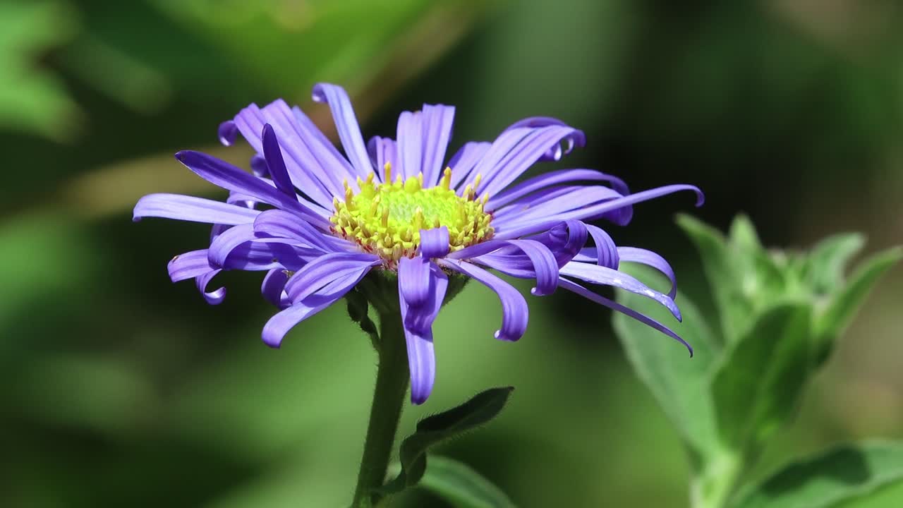 Close up of the violet mauve flower of the Monch variety of asteroid frikatii