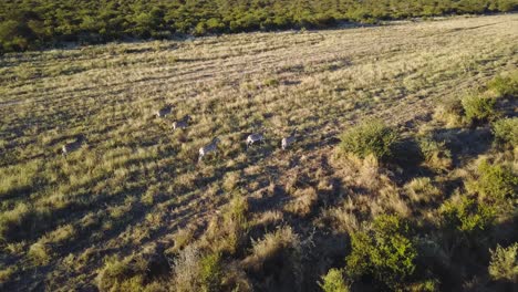 Zebras-running-through-arid-grassland-at-golden-hour-in-Botswana,-AERIAL