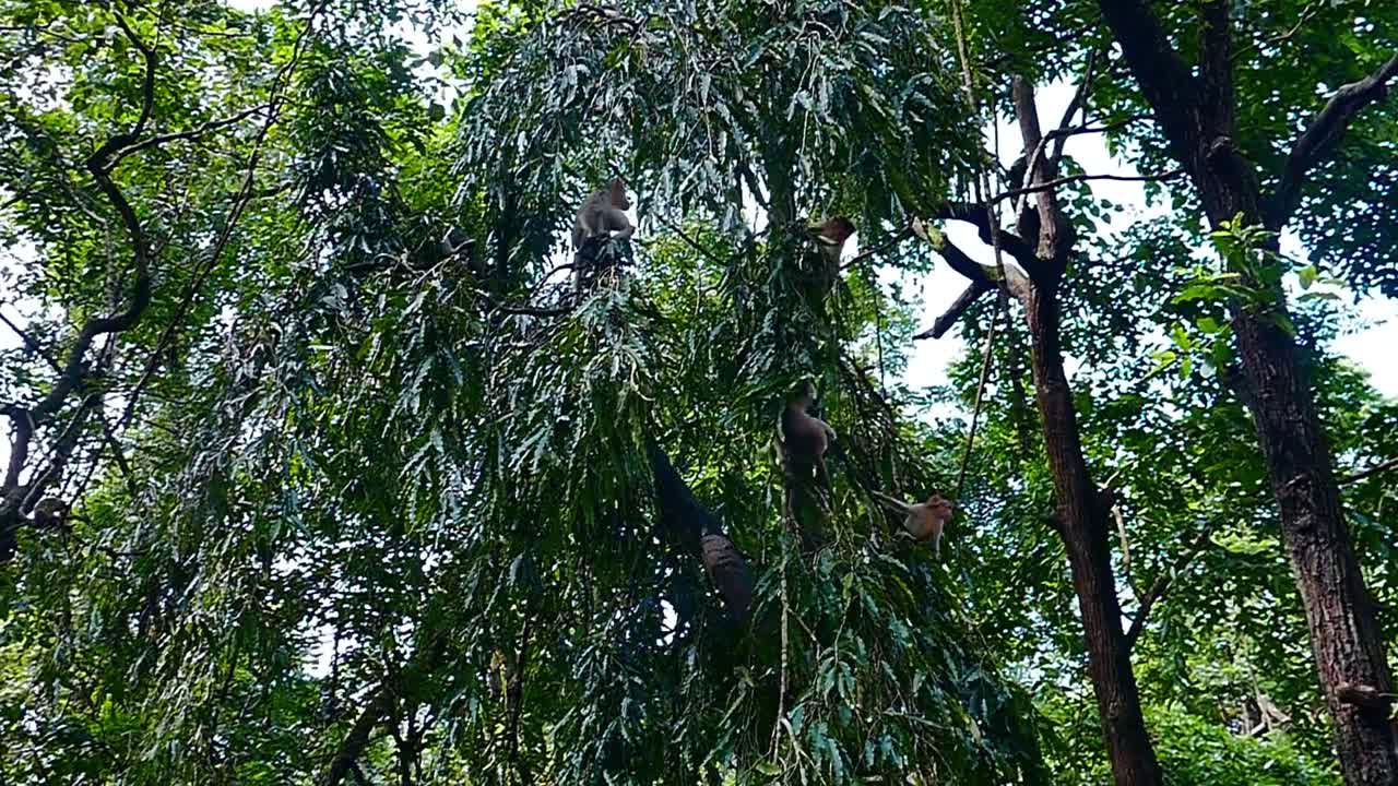 Monkey jumps from one tree branch to another in jungle among other monkeys (specie: Rhesus Macaques) in slow motion in Goa, India