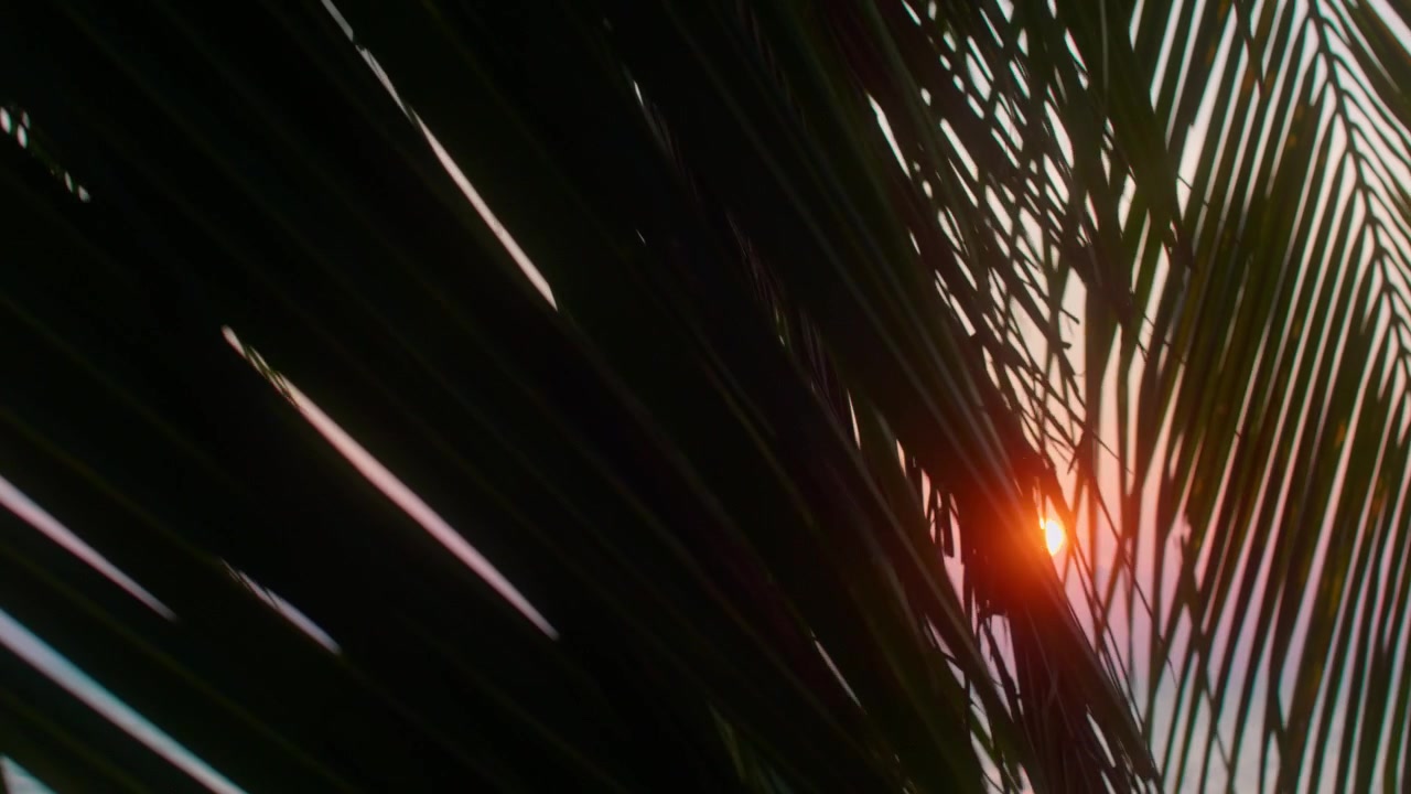 Folhas de palmeira tropicais balançando enquanto o sol tropical se põe sobre o oceano