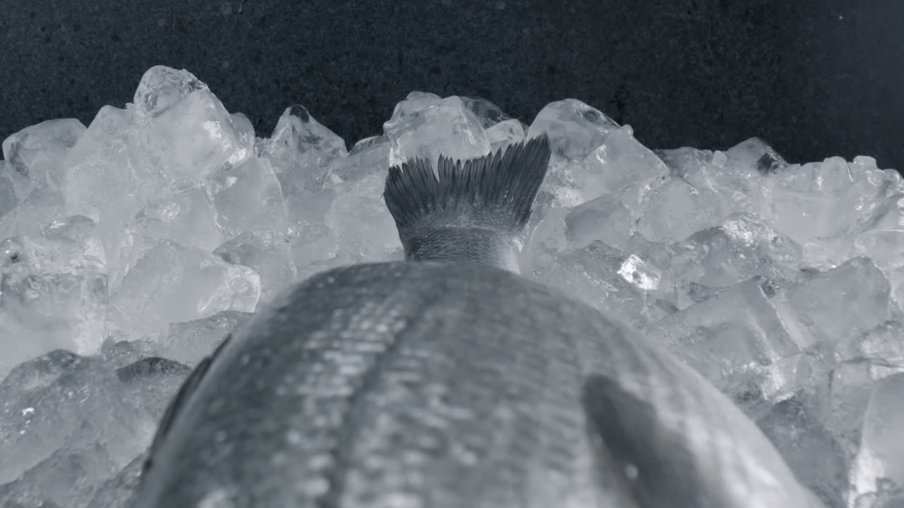 암은 온 생선, 생선, 오징어, 오징어를 얼음 어리 위에 넣고 있습니다.