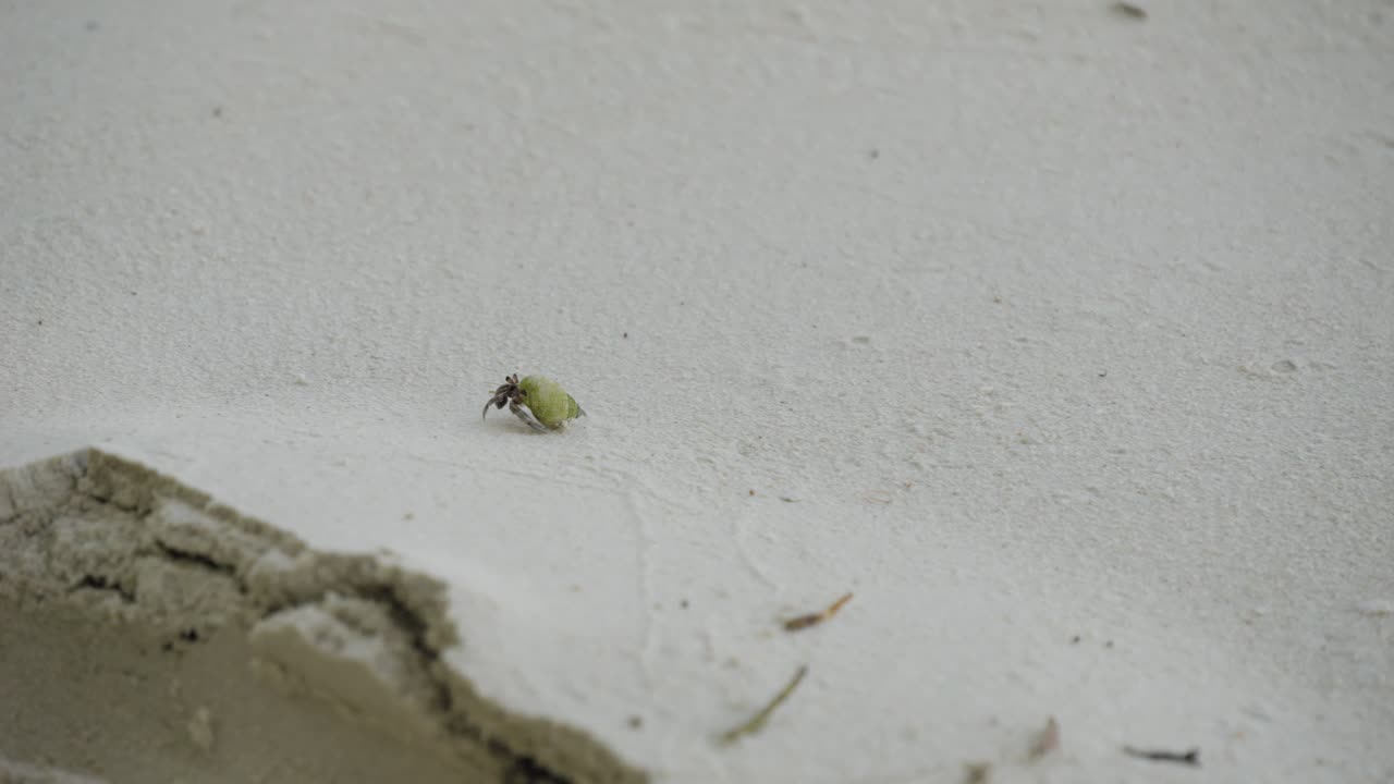 Cangrejo ermitaño en la playa