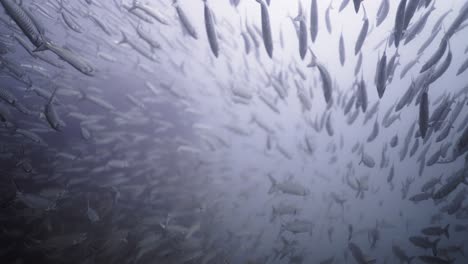 large school of barracuda or similar fish swimming underwater