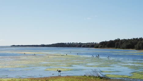 慢动画景观景观长码头tuggerah湖鸟伊比斯沼泽河中央海岸旅游 nsw 澳大利亚 hd