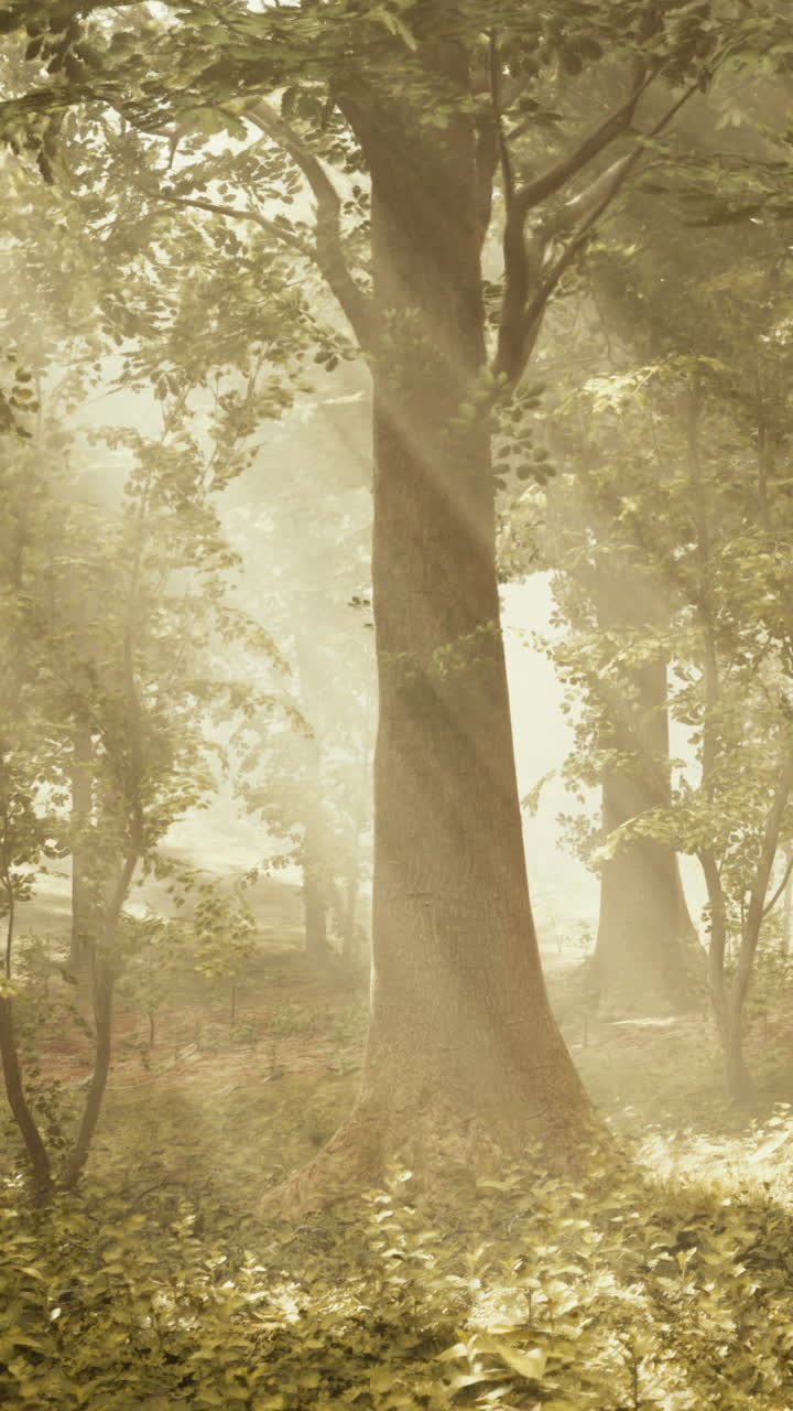 안개 숲 속 의 빛