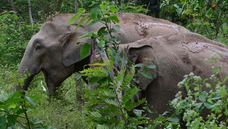 Los-Elefantes-Asiáticos-Son-Especies-En-Peligro-De-Extinción-Y-También-Son-Residentes-De-Tailandia