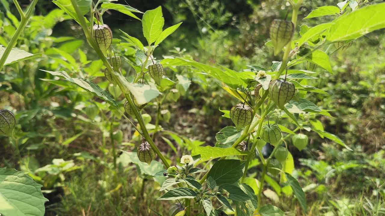 Sunlit wild Physalis plants with lantern-like green husks and bright leaves growing in dense vegetation, showing detailed patterns and natural outdoor texture