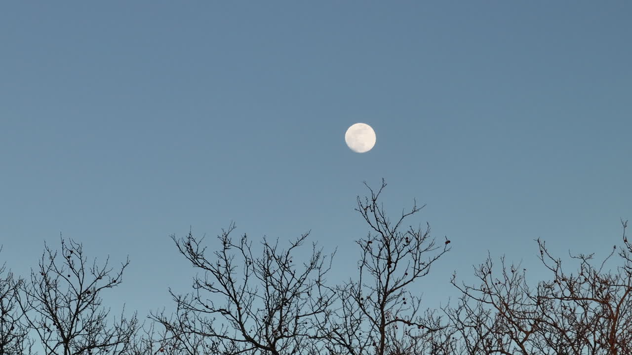 Shot against a clear sky with tree branches in the foreground.