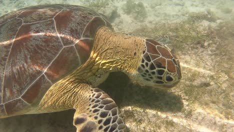 primer plano de una tortuga carey nadando y comiendo bajo el agua