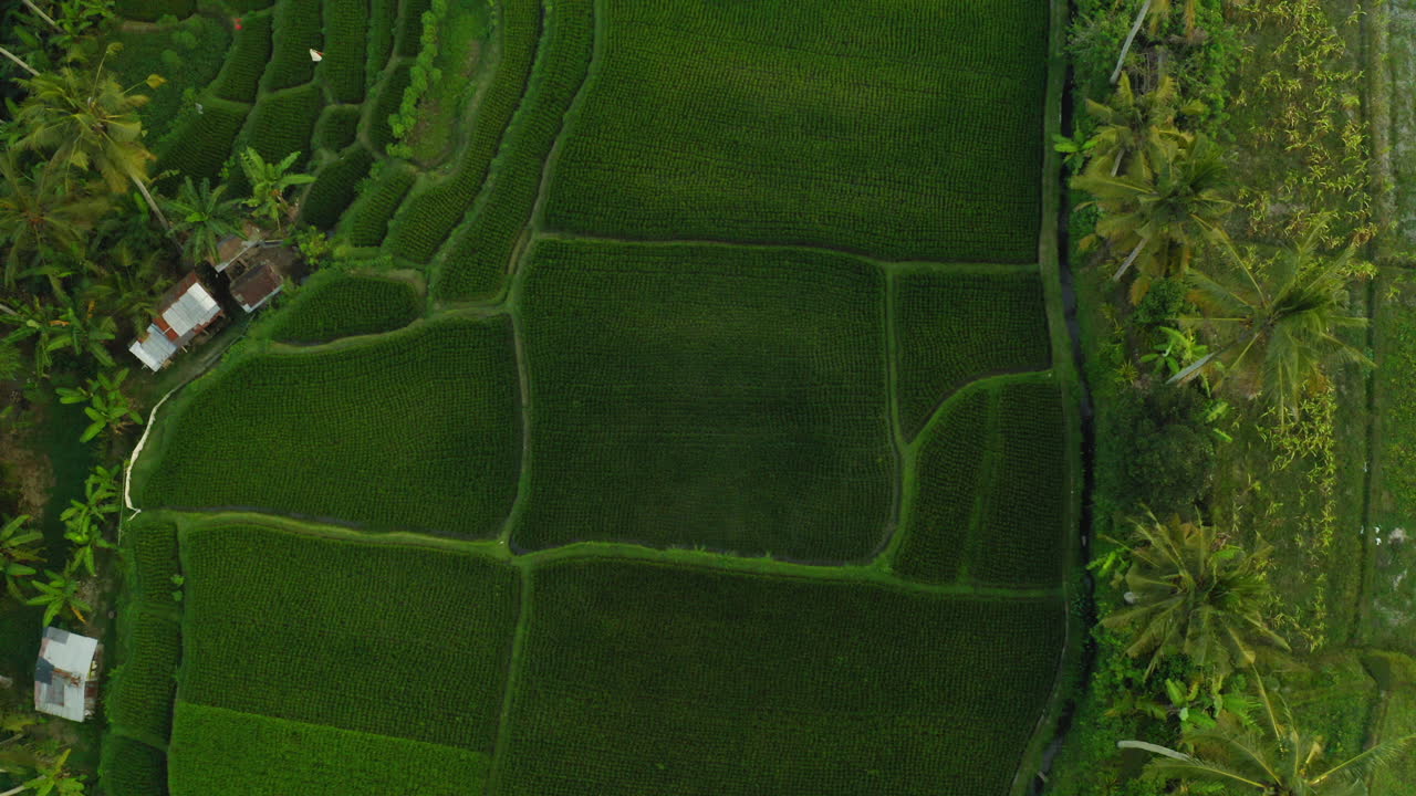 vista aérea de los campos de arroz drone volando sobre la terraza de arroz tierras de cultivo agrícolas granjas de cultivos de la zona rural de asia 4k
