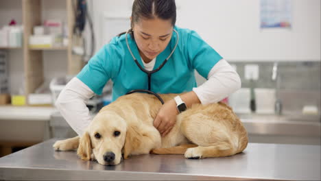 vet, stethoscope and sick dog on table