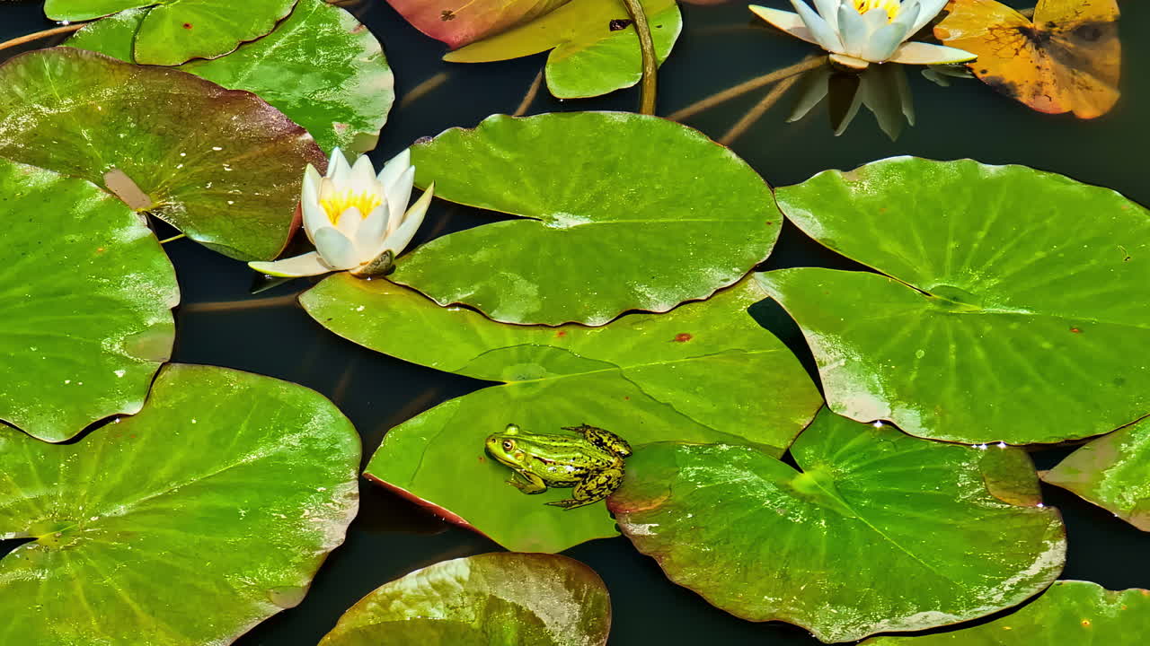 Close-up of a vibrant green frog sitting on searose leaves floating peacefully on a lake