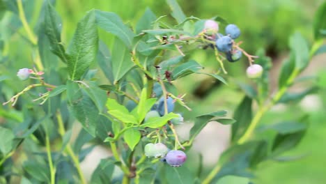 picking blueberries in a garden stock video stock footage