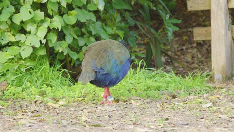 a rare takahe walking around on a dirt path