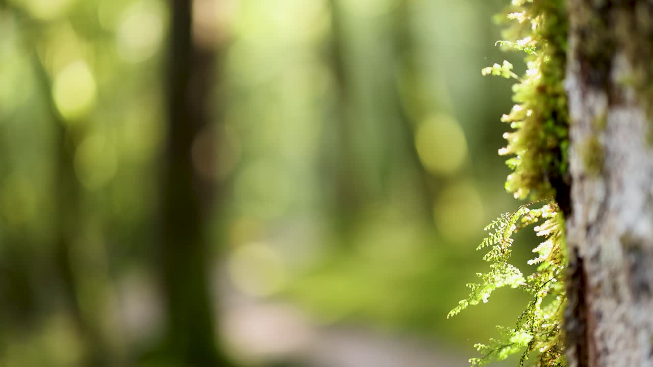 Macro shot of vibrant moss growing on a tree trunk in a sunlit rainforest, with soft background bokeh and gentle camera movement