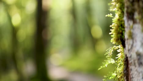 macro shot of vibrant moss growing on a tree trunk in a sunlit rainforest, with soft background bokeh and gentle camera movement