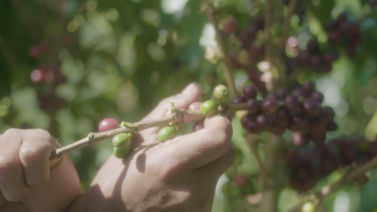 recogiendo granos de café en una finca en el huila, colombia
