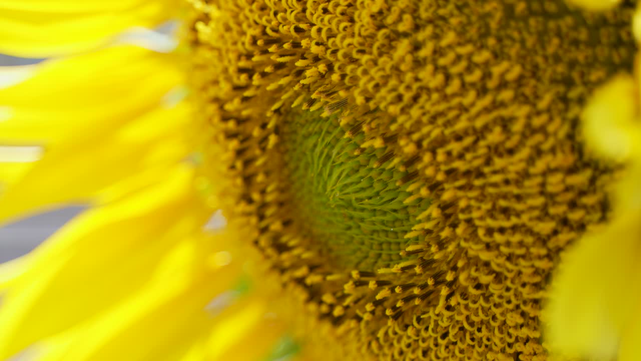 una foto de girasol de cerca