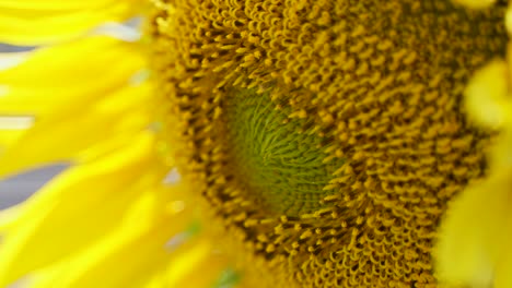 close up picture of sunflower