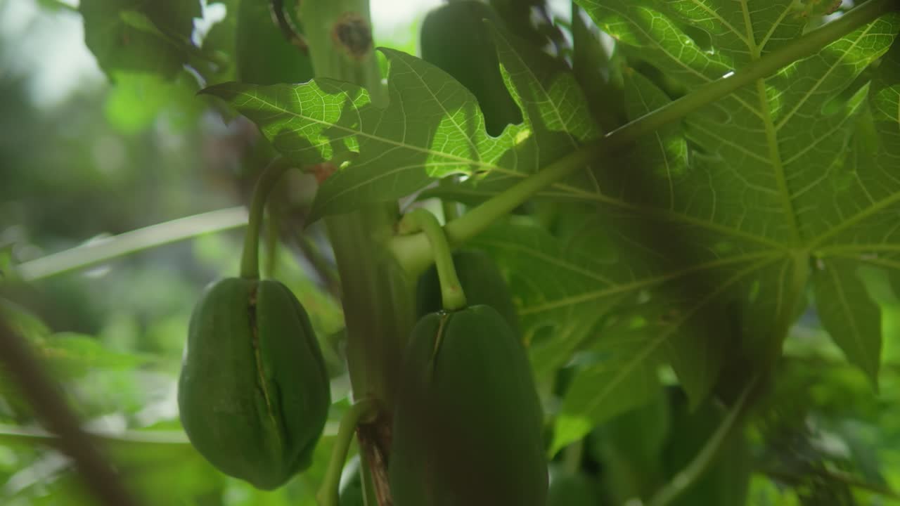 Papaie verdi appese a un ramo d'albero in un giardino lussureggiante