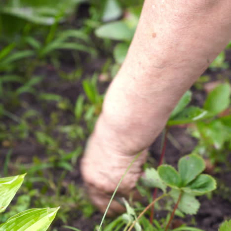 close-up of woman's hand taking out weeds from the ground. process of removal weeds in the fruit garden. gardening outdoors.