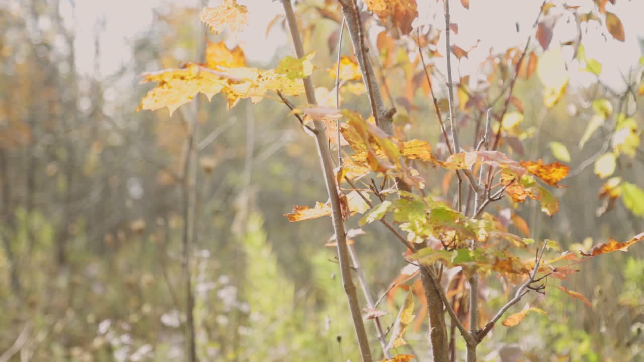 hoja de arce amarilla contra el paisaje forestal soleado en un día de brisa