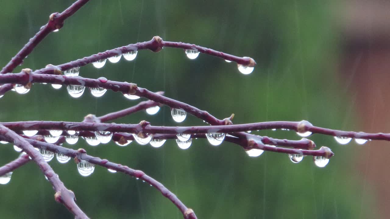 Raining on small tree branches, twigs, sticks on little bush or tree with hanging rain drops droplets dripping during spring