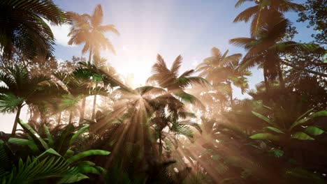 Sunset-Beams-through-Palm-Trees