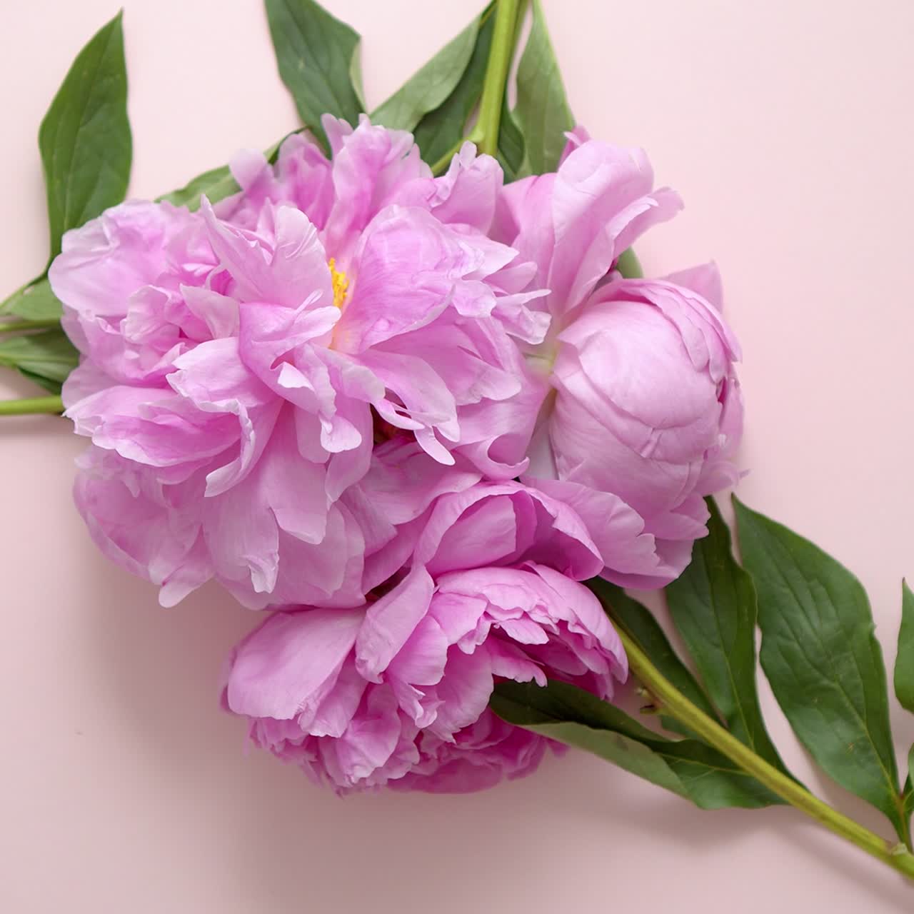 un ramo de hermosas peonías violetas claras frescas sobre un fondo rosa pastel plano