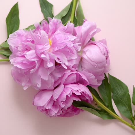 un ramo de hermosas peonías violetas claras frescas sobre un fondo rosa pastel plano