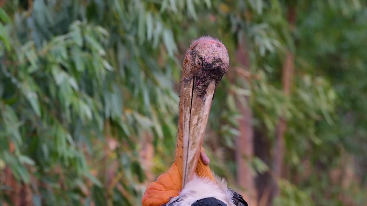 un gran pájaro de la familia de las cigüeñas común en el sur de asia y ahora en peligro de extinción debido a la pérdida de hábitat