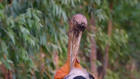 a big bird in the stork family common in southern asia and now endangered due to habitat loss