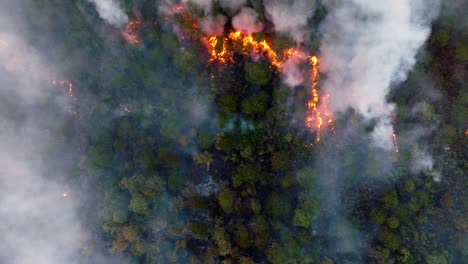 aerial view of a forest fire with dense smoke