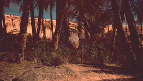 palm trees in a desert oasis