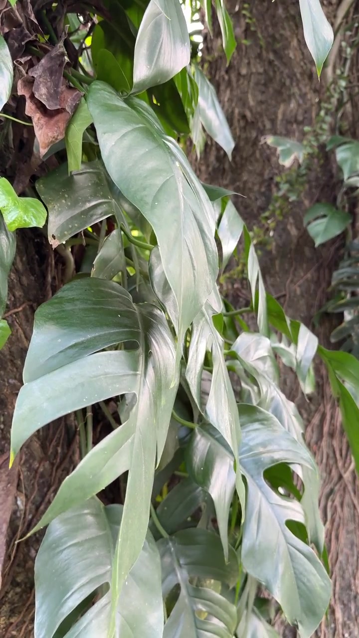 Foglie verdi di Monstera che crescono su un tronco d'albero in una foresta tropicale